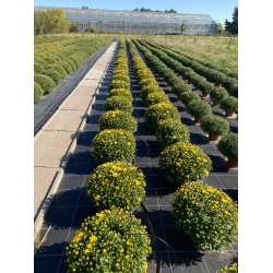 Chrysanthème
