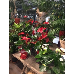 Anthurium