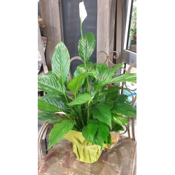 Spathiphyllum