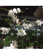 Orchidée