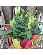 Lys
