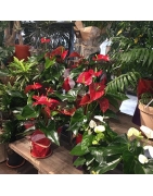 Anthurium