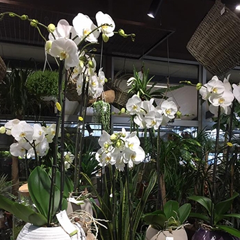 Orchidée
