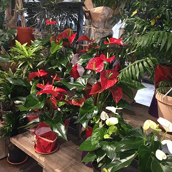 Anthurium