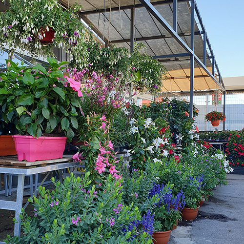 plantes d’extérieurs